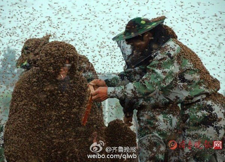 Ông Gao Bingguo (khoảng 50 tuổi), một người nuôi ong ở thành phố Tan’an, tỉnh Sơn Đông đã phá vỡ kỷ lục Guiness.